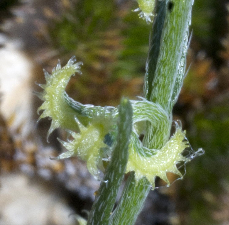 Pectocarya recurvata